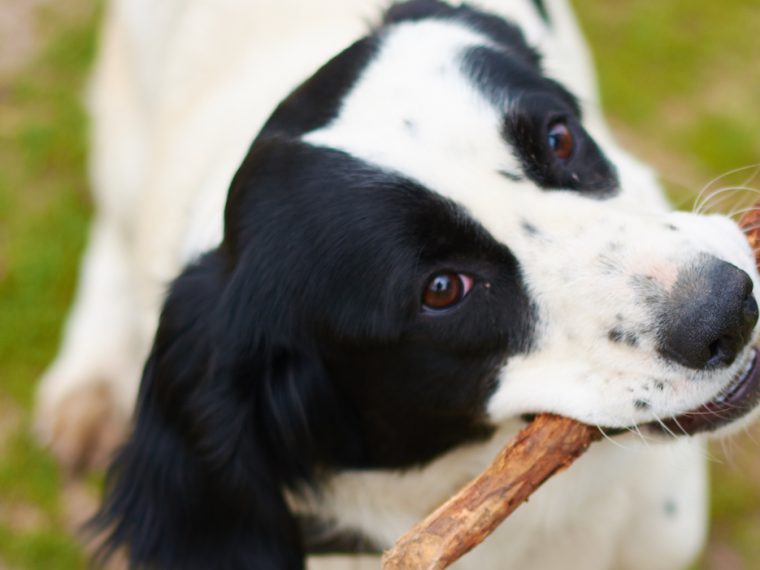 Comment empêcher un chien adulte de mordre ses mains pour le plaisir ? - img