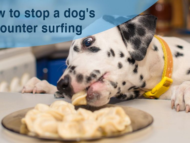 Comment empêcher un chien de faire du contre-surf - img