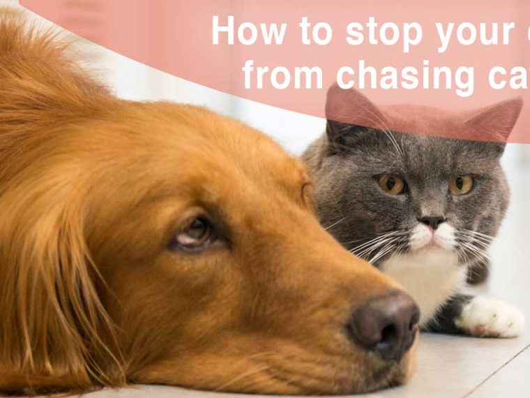 Comment empêcher votre chien de courir après les chats ? - img