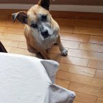 Comment empêcher un chien adulte de mordre ses mains pour le plaisir ?
