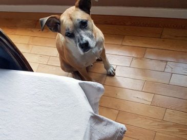 Comment empêcher votre chien de mendier à table ? - img