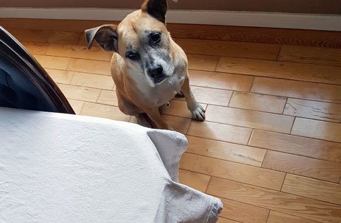 Comment empêcher votre chien de mendier à table ? - img