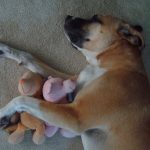 Adieu, adieu – La perte de deux animaux de compagnie