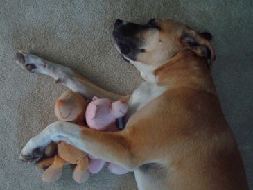 Comment empêcher votre chien de voler les jouets de bébé - img