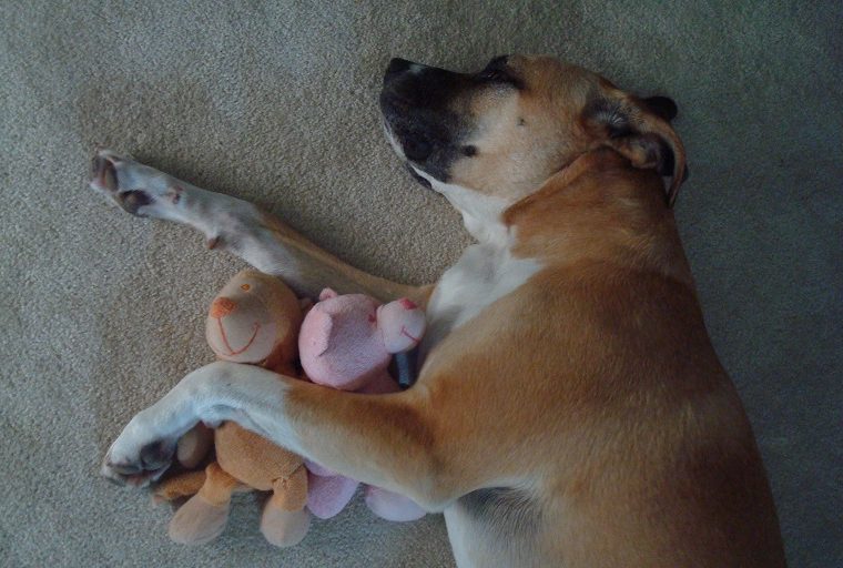 Comment empêcher votre chien de voler les jouets de bébé - img