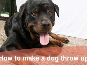 Comment faire vomir un chien avec de l'eau oxygénée - img