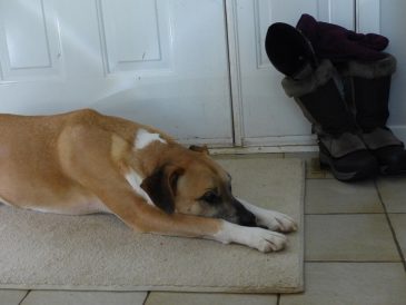 Comment habituer mon chien à une nouvelle routine - Baby Prep - img