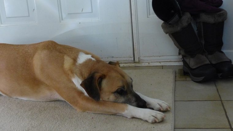 Comment habituer mon chien à une nouvelle routine - Baby Prep - img
