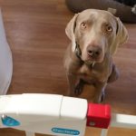 Nous avons trouvé un podcast sur la nourriture crue pour chiens ! La vérité sur la nourriture crue pour chiens