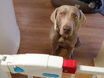 Comment introduire un deuxième chien en toute sécurité - Caisses et barrières - img