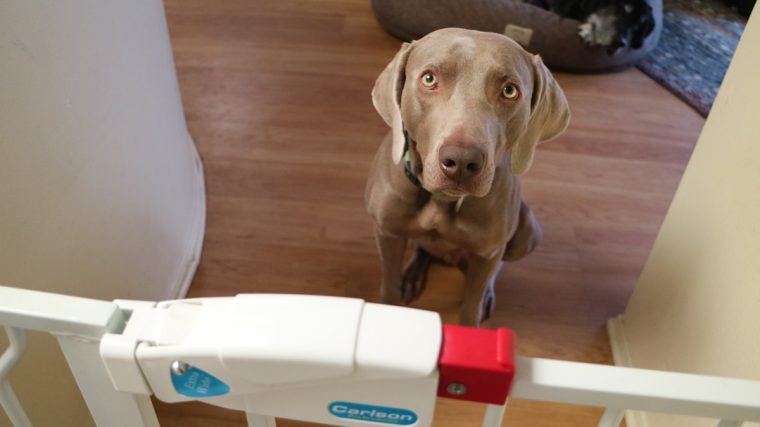 Comment introduire un deuxième chien en toute sécurité - Caisses et barrières - img