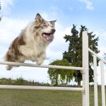 Collier et laisse imperméables pour chien de Mighty Paw