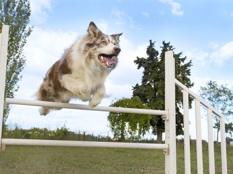 Comment l'agilité canine s'applique à l'ensemble du dressage des chiens - Ce que nous apprenons - img