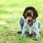 Comment empêcher un chiot de mordre ?