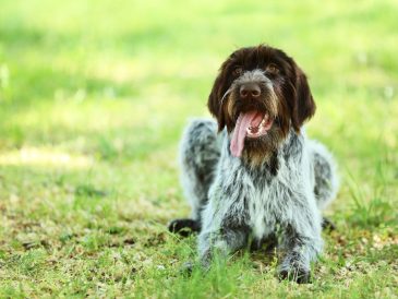 Comment occuper un chien actif - img