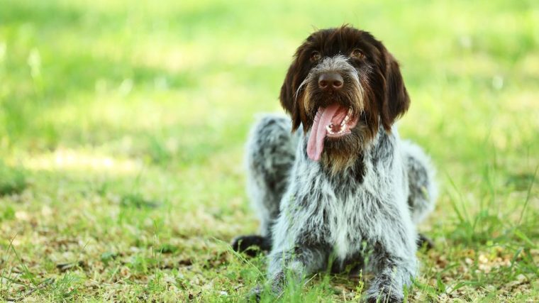 Comment occuper un chien actif - img