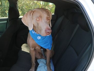 Comment réduire le stress de votre chien pendant les fêtes de fin d'année ? - img