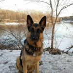 Bouillon d&rsquo;os pour chiens Primalvore : test et cadeau