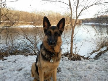 Conseils pour améliorer votre demande d'adoption de chien - img