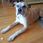 Friandises au foie de bison pour chiens de Ageless Paws !