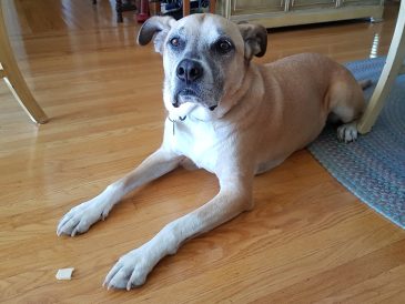 Conseils pour apprendre à votre chien à "laisser" - Recyclage du dressage - img