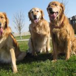 Les bienfaits de la moule verte pour les chiens