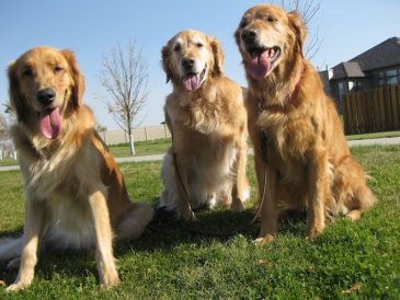 Conseils pour confier son chien à un gardien sans s'inquiéter ! - img