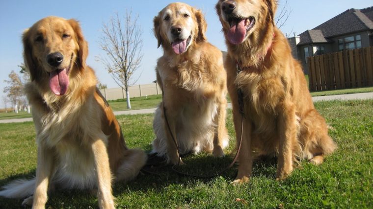 Conseils pour confier son chien à un gardien sans s'inquiéter ! - img