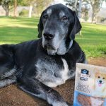 Peut-on donner de la nourriture crue à un chien atteint d&rsquo;un cancer ?