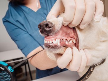 Dans les coulisses du nettoyage dentaire de mon chien - img