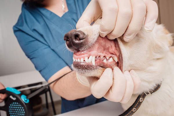 Dans les coulisses du nettoyage dentaire de mon chien - img