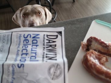 Darwin's Duck Necks - Critique et cadeau ! - img