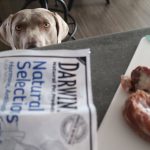 Les chiens peuvent-ils manger du cou de dinde cru ?