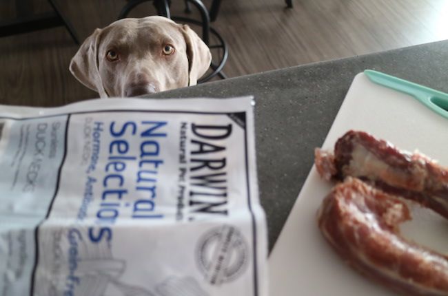 Darwin's Raw Dog Food Review + Giveaway (en anglais) - img