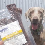 Conseils pour adopter un chien quand on a de jeunes enfants