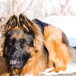 Comment apprendre à votre chien à se secouer