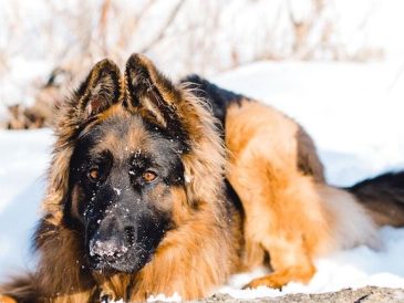 Devriez-vous donner à votre chien une alimentation crue ? - img
