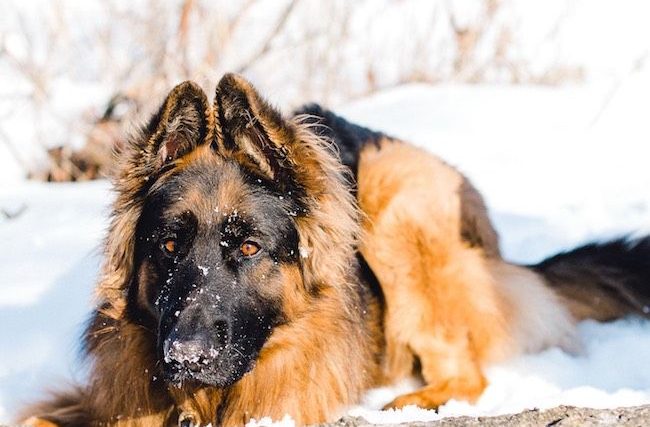 Devriez-vous donner à votre chien une alimentation crue ? - img