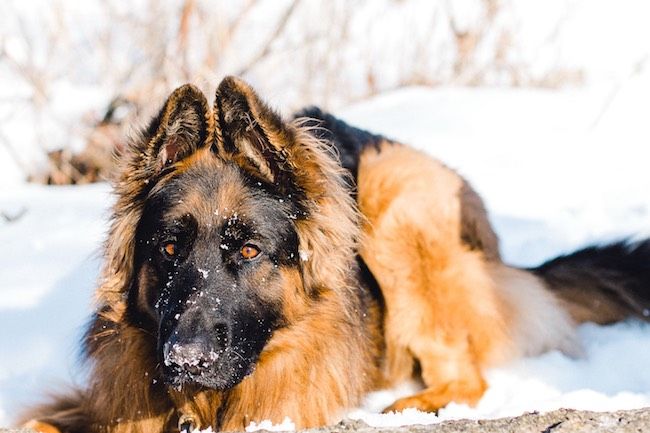 Devriez-vous donner à votre chien une alimentation crue ? - img