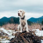 Aider les personnes âgées à prendre soin de leurs chiens