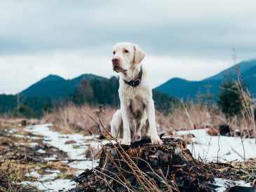 Dois-je ajouter des suppléments à l'alimentation crue de mon chien ? - img
