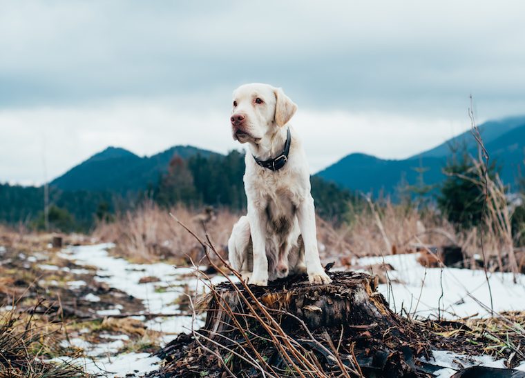 Dois-je ajouter des suppléments à l'alimentation crue de mon chien ? - img
