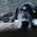 Joyeux cinquième jour de fête, Baxter !