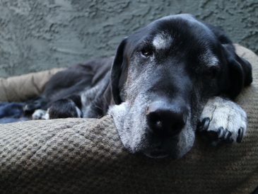 Dois-je être présent lorsque mon chien est euthanasié ? - img