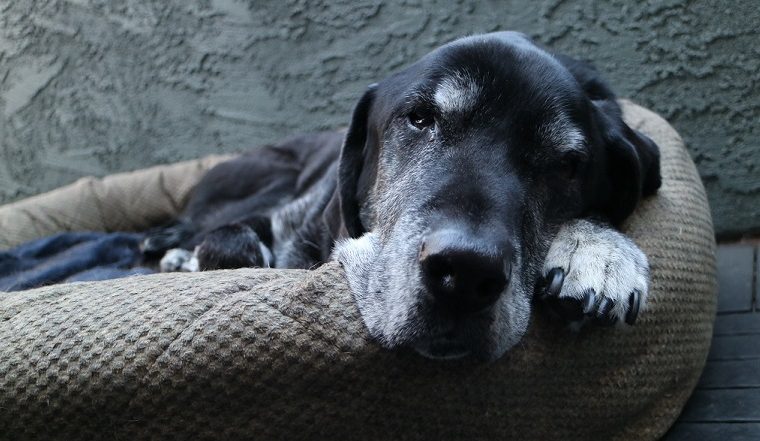 Dois-je être présent lorsque mon chien est euthanasié ? - img