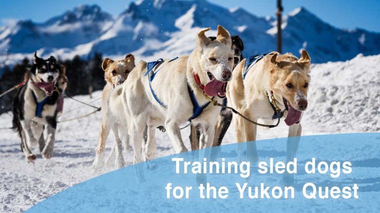Entraînement des chiens de traîneau pour la Yukon Quest et l'Iditarod - img