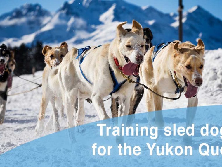 Entraînement des chiens de traîneau pour la Yukon Quest et l'Iditarod - img