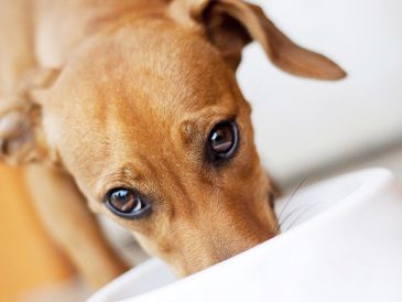 Exemple de recette de nourriture crue équilibrée pour chiens - img