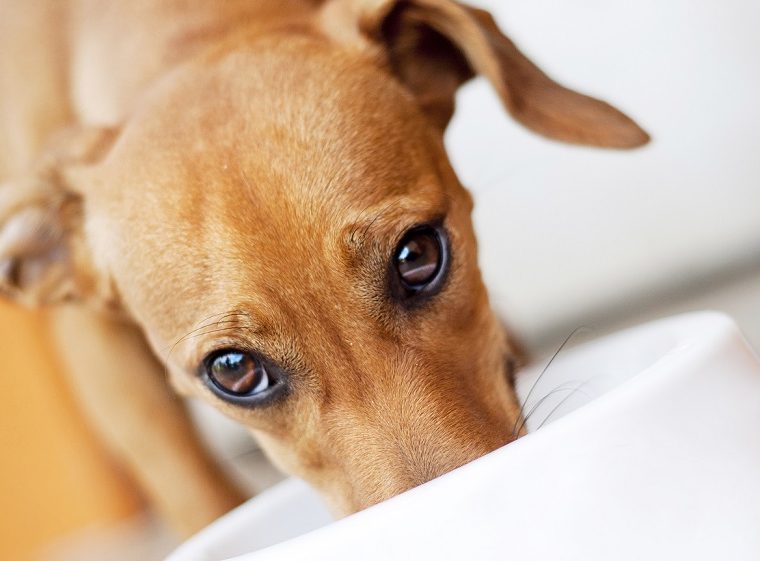 Exemple de recette de nourriture crue équilibrée pour chiens - img