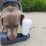 Exemple de recette de nourriture crue équilibrée pour chiens